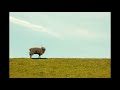 【Music】夢見るひつじ - 騒音のない世界