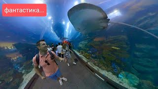 🇦🇪 Аквариум в Dubai MALL зоопарк подводный туннель видели пингвинов акул 🦈 Дубай Молл июнь 2023