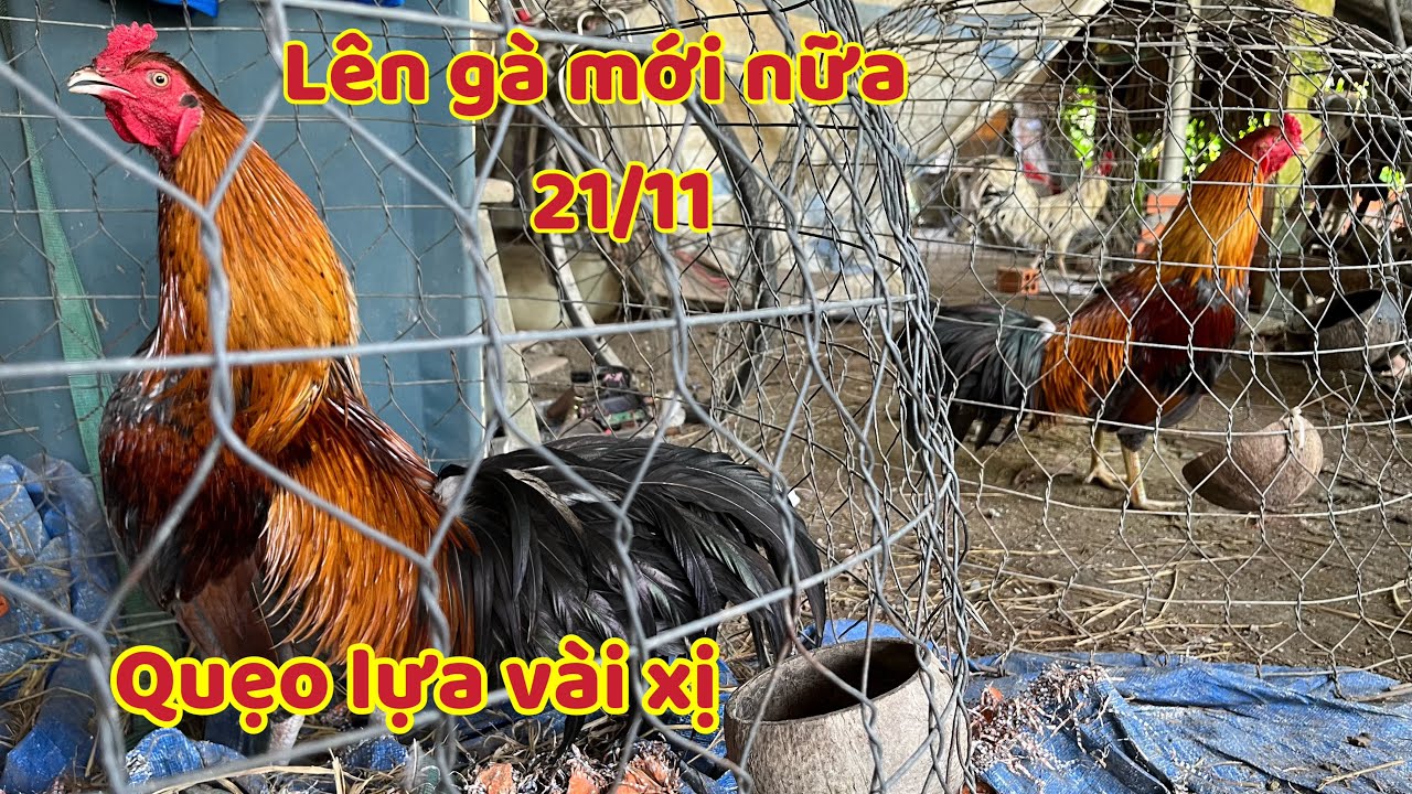 Gà Về Liên Tục Cho Bà Con Xem Đã Mắt Luôn Đặt Biệt Rẻ 