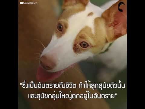 วีดีโอ: 5 เหตุผลที่คุณควรรับเลี้ยงสุนัข