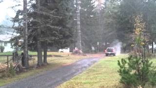 Falling a fir tree with a Stihl chainsaw