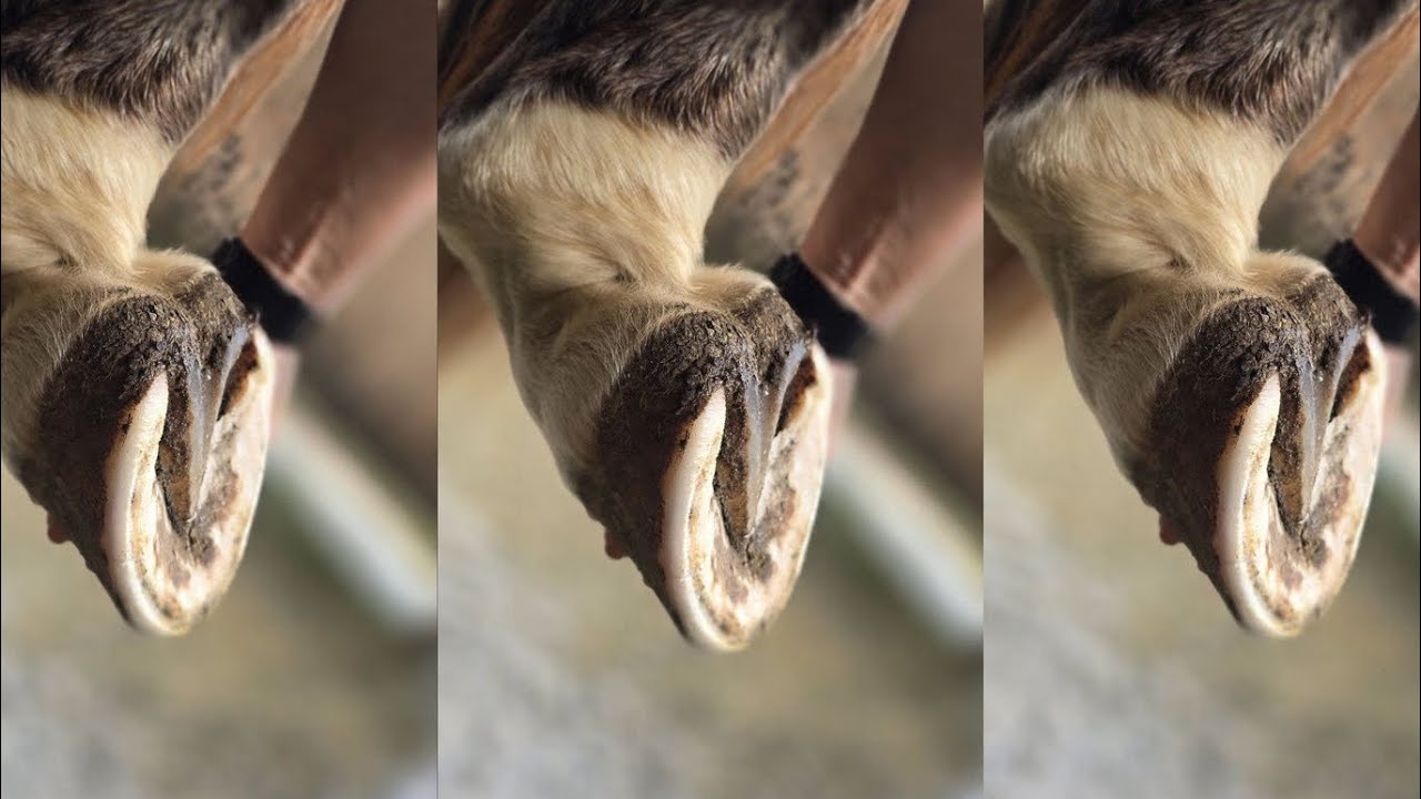 Невероятно приятная стрижка копыт пони ✨ | До и после преображения