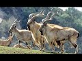 How Beautiful This Markhor is?