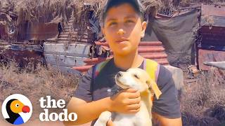 boy gaza feeds hundreds stray animals every day dodo