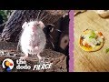 Microscopic Baby Mouse Grows Up And Eats Tiny Pizzas | The Dodo Little But Fierce