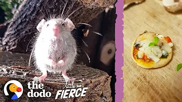 Microscopic Baby Mouse Grows Up And Eats Tiny Pizzas | The Dodo Little But Fierce