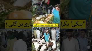Goat Seller Pinky Goes Viral on Social Media | Discover Pakistan shorts