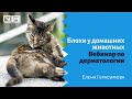 Блохи у домашних животных. Вебинар по дерматологии