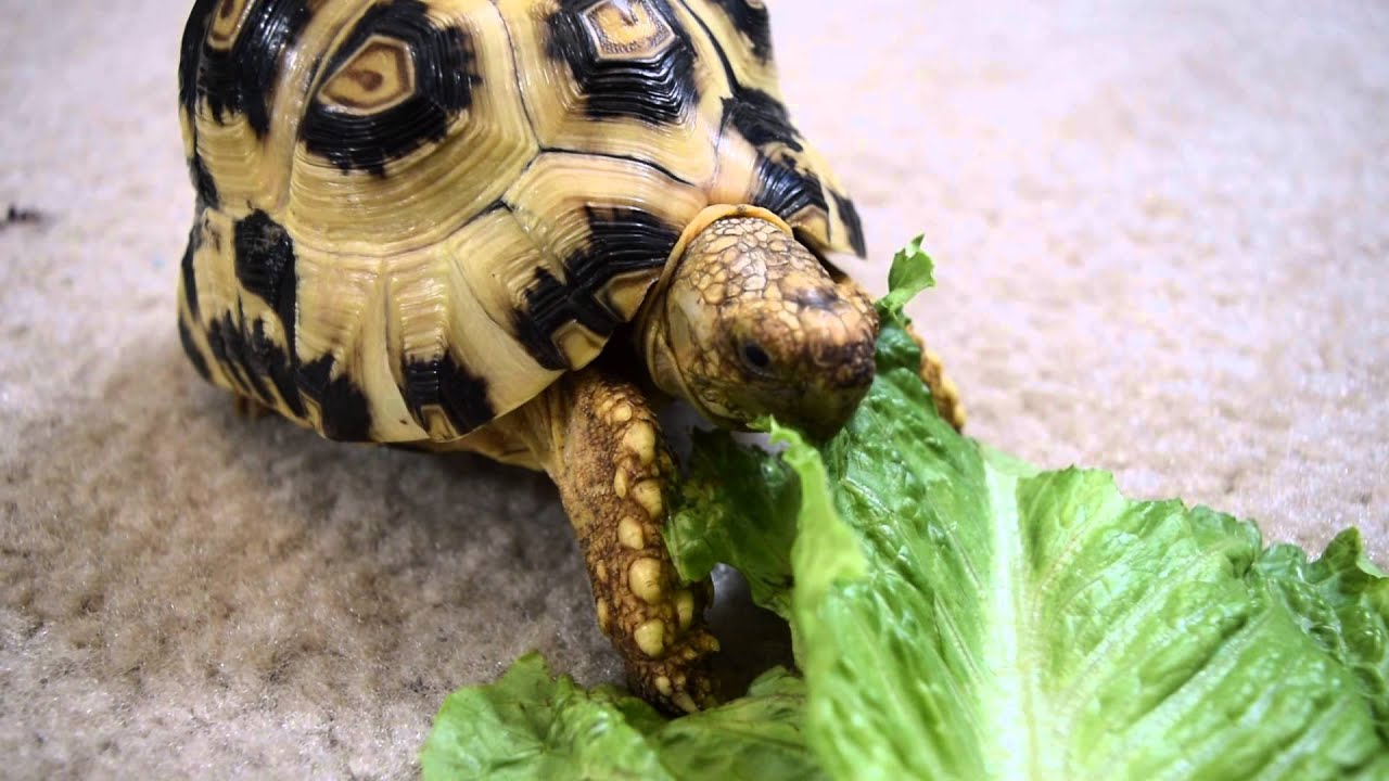 Baby leopard tortoise munching romaine YouTube