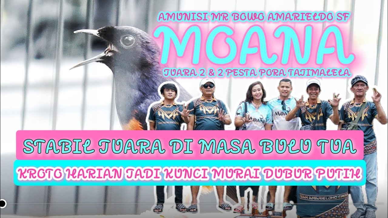 RAWATAN MURAI DUBUR PUTIH MOANA STABIL JUARA DI MASA BULU TUA | KROTO HARIAN JADI KUNCI JUARA