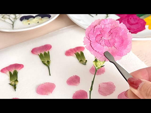 電子レンジで作る】カーネーションの押し花 - YouTube