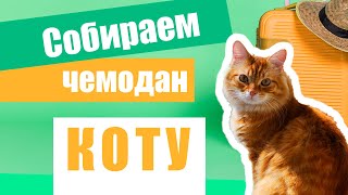 Как подготовить кошку к переезду или поездке?