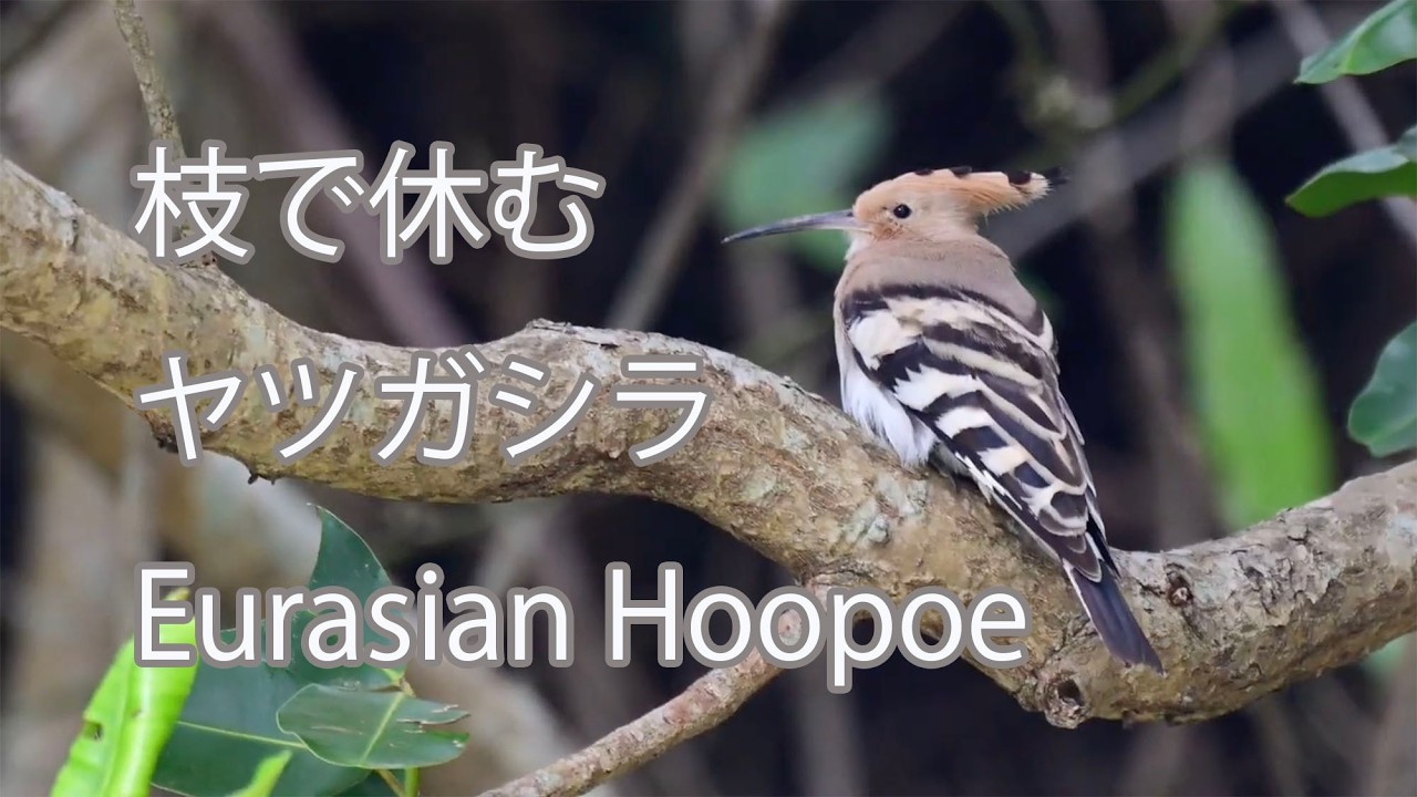 枝で休む】ヤツガシラ Eurasian Hoopoe - YouTube