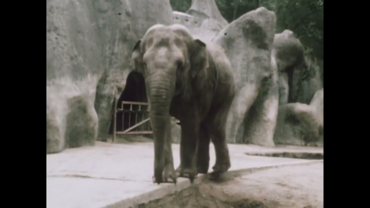 Terugblik: Burgers zoo 80's