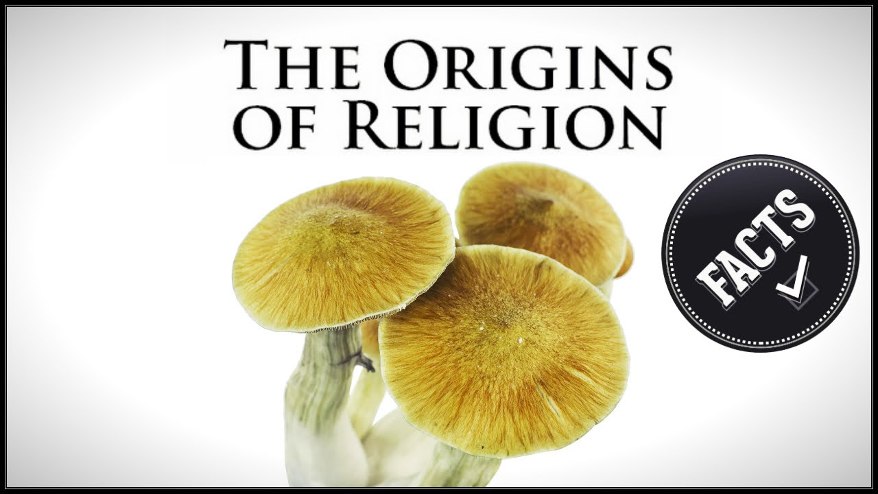 The Origins of Religions Facts about Fungi (Jesus Mushroom) YouTube