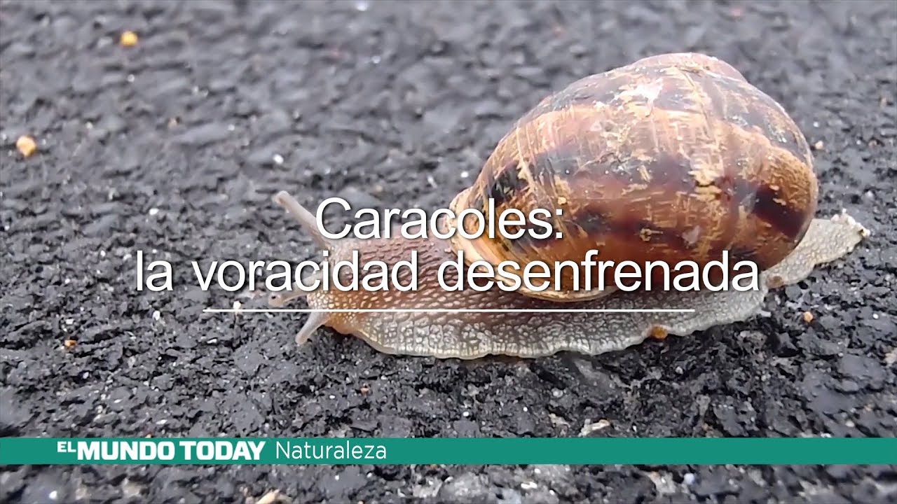 Caracoles La Voracidad Desenfrenada El Mundo Today 24h Hd Youtube