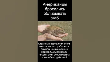 Зачем американцы массово бросились облизывать жаб