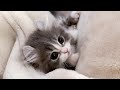 寝る時間になってもまだまだかまってほしい子猫の様子