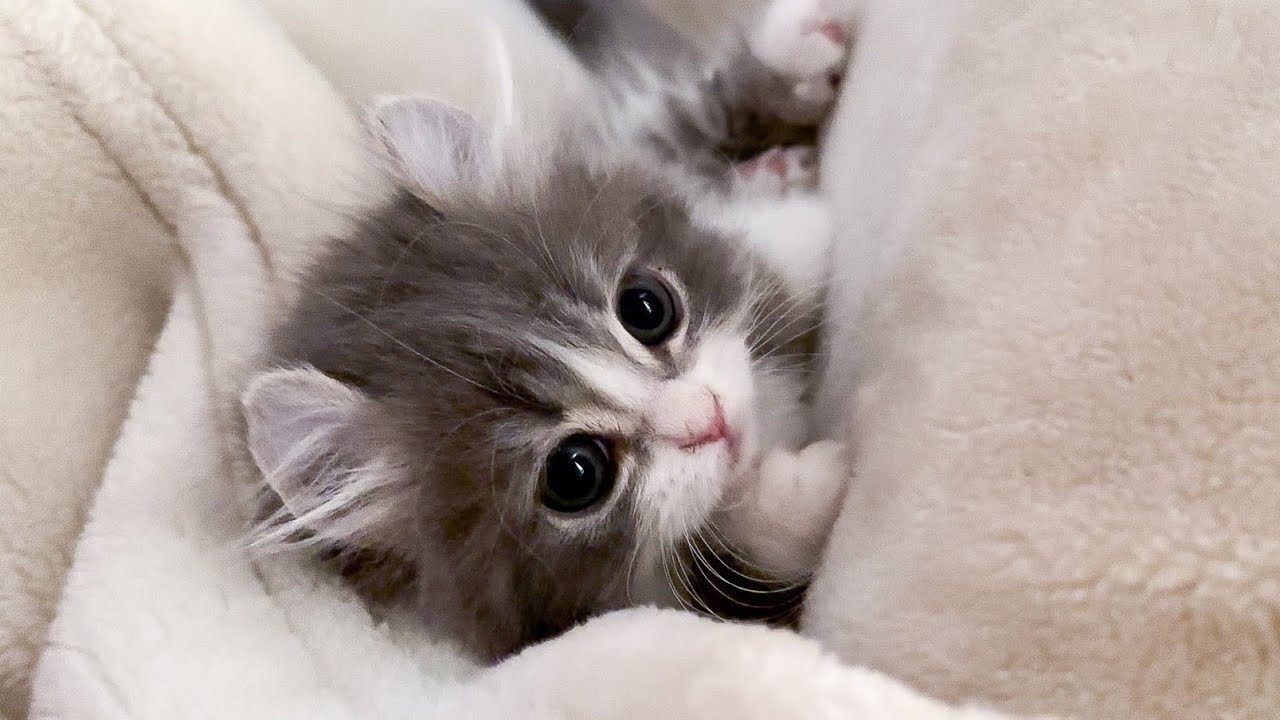 寝る時間になってもまだまだかまってほしい子猫の様子