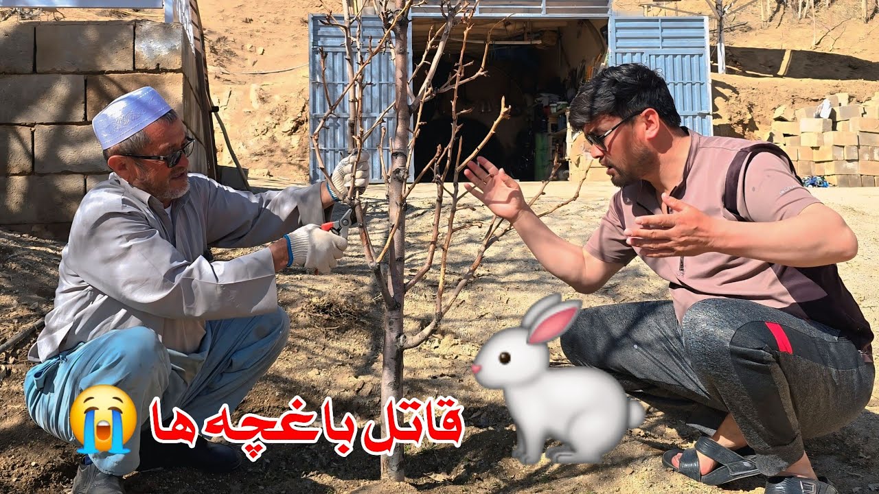 امسال بیشتر از هرسال باغچه ها را خراب کرده. حیف زحمات ما 😡