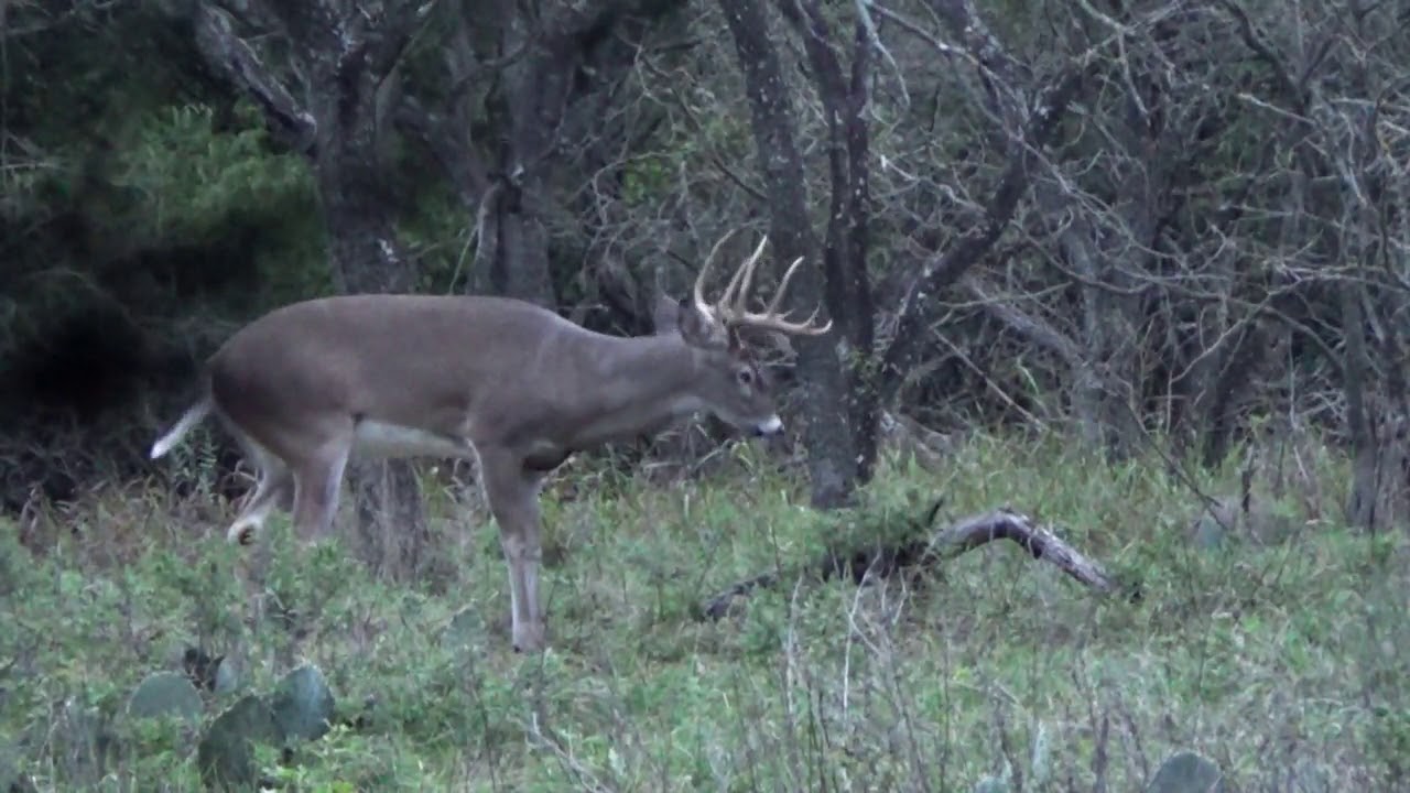 Public Land Bow hunt texas Episode 3 