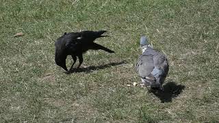 Young Carrion Crow Having Trouble With Peanut