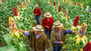 The 2,000-Year-Old Secret Behind Peru's Giant Corn