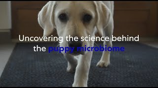 Uncovering the science behind puppies' microbiome