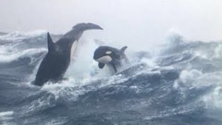 Facts About Orcas You NEVER Knew!