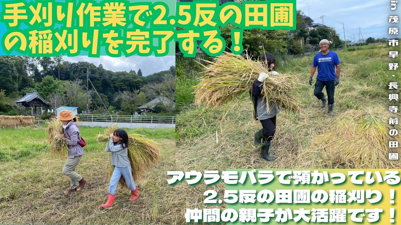 手刈り作業で2.5反の田圃の稲刈りを完了する!【里山再生・土壌改善・開拓型農業アクティビティ里山体験受付中】 - YouTube