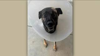 Sheriff's K-9 recovers after being stabbed multiple times during arrest