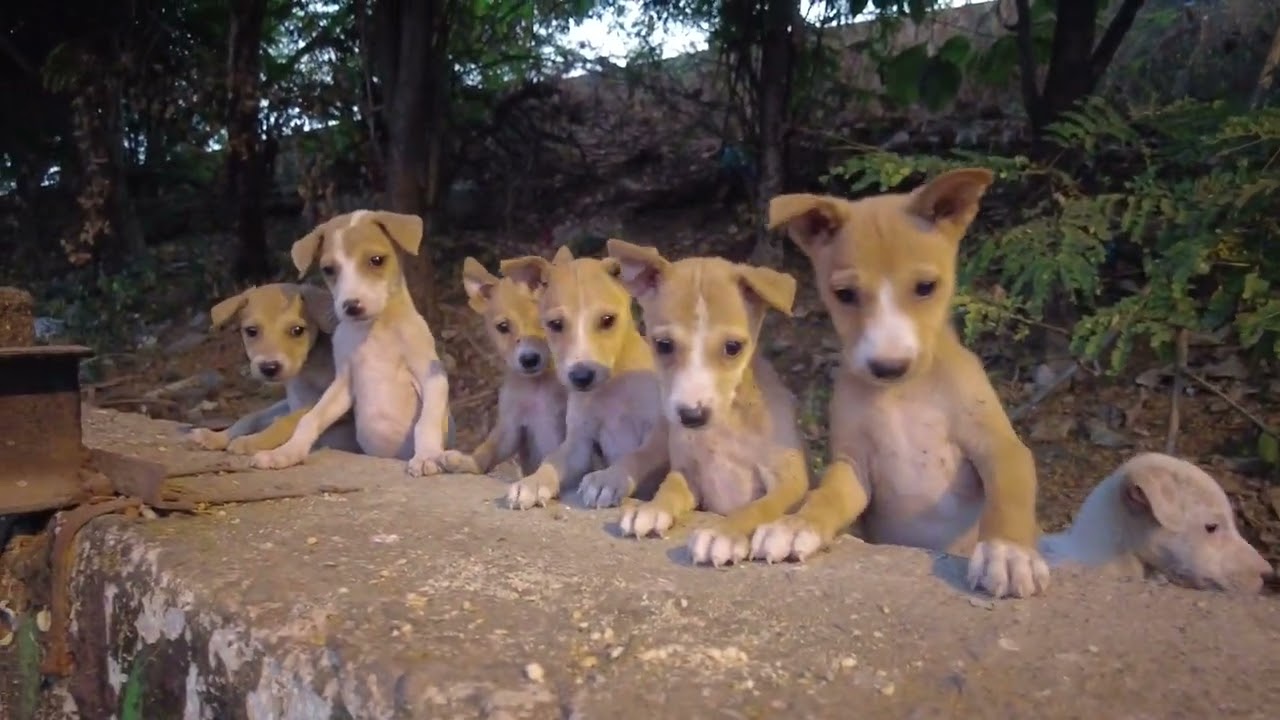 Copyright Free Video | First Footage | Cute Puppy's are Playing Stock Footage