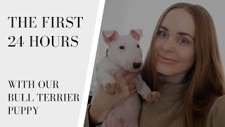 The first 24 hours with our new Bull Terrier puppy!!
