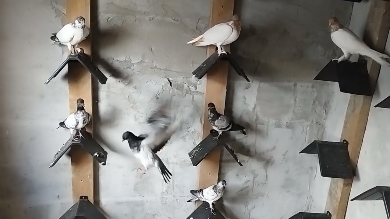 Budapeşte, Deres, Tip ve Viyana Timmer Yavrularımız