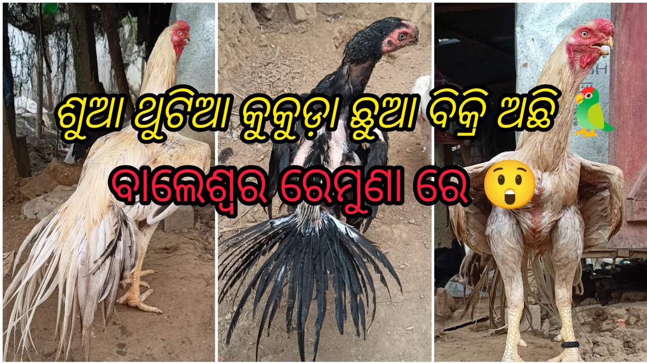 Top quality Parrot beak tamper tail Chiks available balasore Remuna #viral #youtube #subscribe 