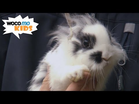 Video: Kaninchen-Zucht-Profil: Lionheads