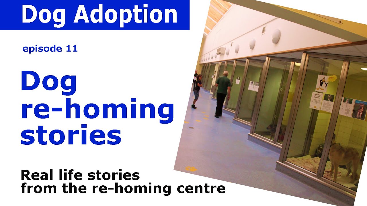 Dog Shelter stories and advice - from Dogstrust Leeds | Episode 11 kennel club san marino