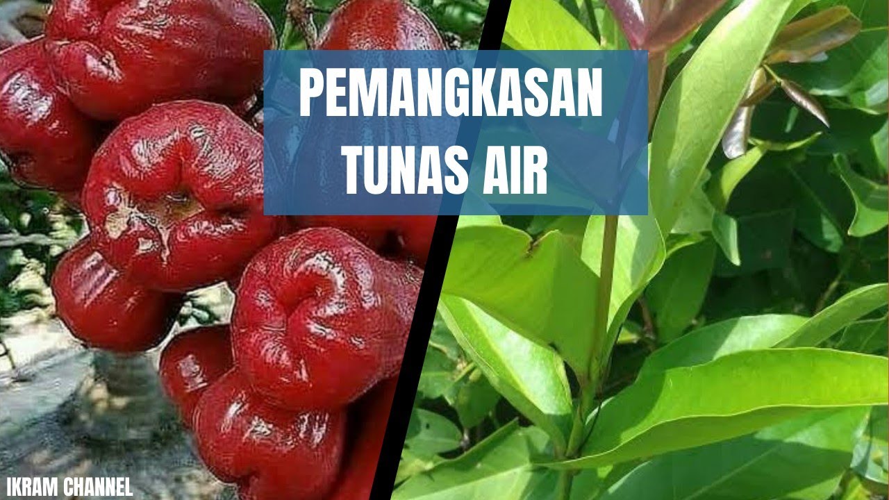 Cara membuang tunas air, agar jambu madu berbuah lebat