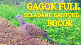 Suara Pancingan Tekukur||Gagok Kuk1,Seladang Gantung Bocor