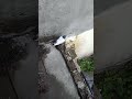 Jonsiri Madi Kesi Ha Comments Me Btayen PIGEONS STAR VLOGS 