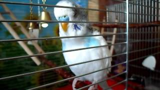 Мой попугайчик-говорунчик Антошка-Капитошка...)