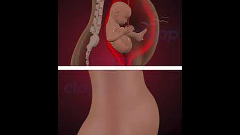 Amazing baby's moments inside the womb. (3D Animation)