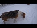 Эстонские гончие!Проверяем зайцев за огородами!