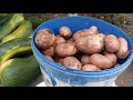 Восточный Казахстан   Эксперимент по выращиванию картофеля  2021 г