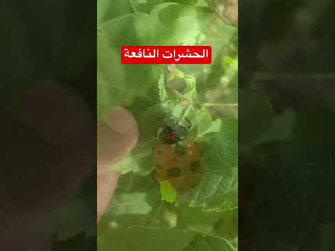فيديو: حشرة مفيدة. الخنفساء ، الخنفساء ، النحل ، الدانتيل. المدافعون عن الحديقة