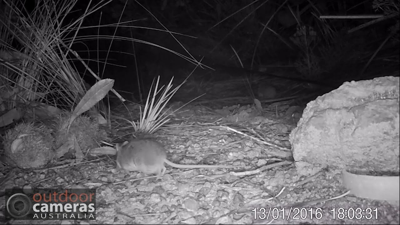 Kangaroo Island Dunnart with pouch young
