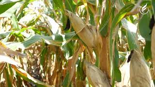 MAIZ CON GRAN POTENCIAL GENETICO MAXIMA TOLERANCIA A ENFERMEDADES CON ASPROS SEM