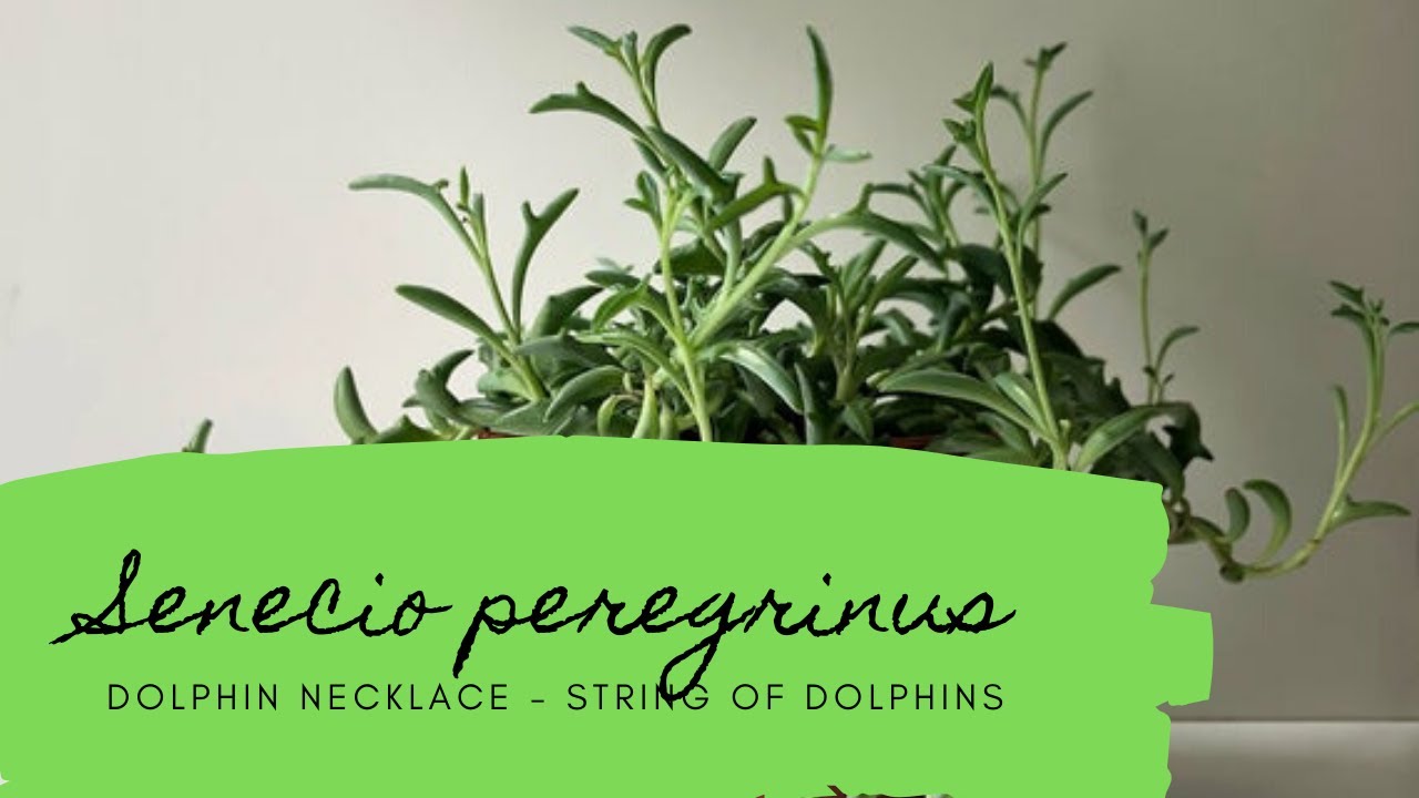 Senecio peregrinus (Dolphin Necklace - String of Dolphins) - Cuidado, sustrato y reproducción
