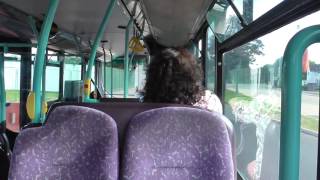 (HD) Now Scrapped | Metroline West Volvo B7TL/Wright Gemini VW1568 (LK55AAY) | Route 607