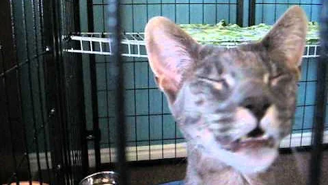 Video 1020671: f2 savannah cat, blue savannah